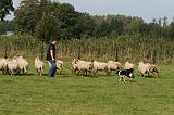 BORDER COLLIE - MOUTONS 030